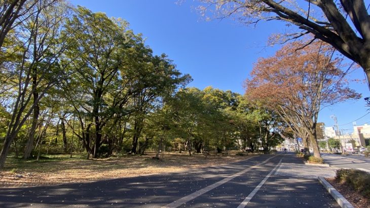 朝霞にも紅葉のたより