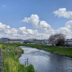 朝霞市の春！黒目川